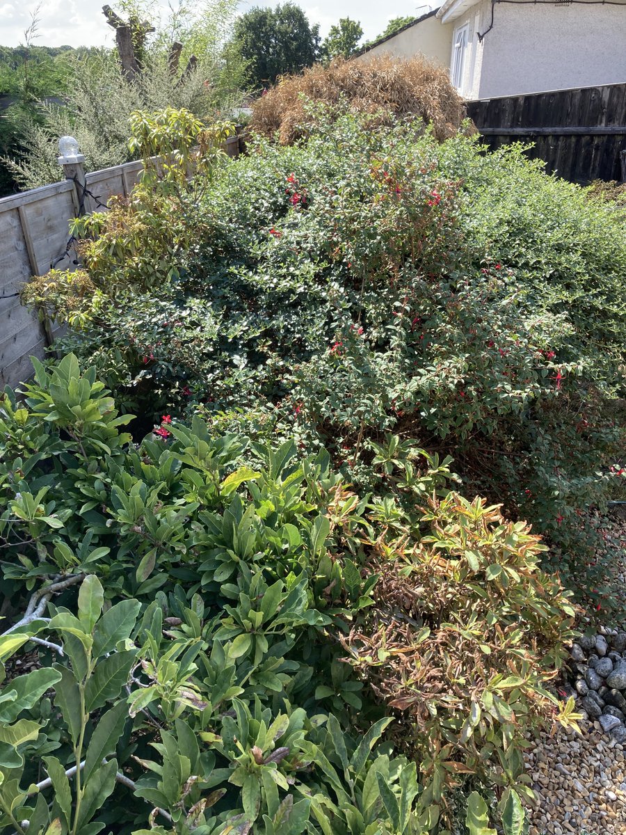martyboi9's tweet photo. It’s 🏳️‍🌈🏳️‍🌈#SOpride 🏳️‍🌈🏳️‍🌈weekend…so naturally, as a gay I’m spending the day trimming my bush(es) https://t.co/1fIYSJ8Wzs