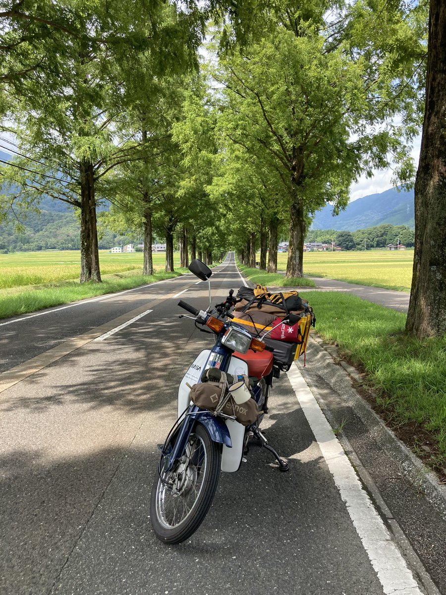 メタセコイア並木 のtwitterリアルタイム検索結果 Meyou ミーユー