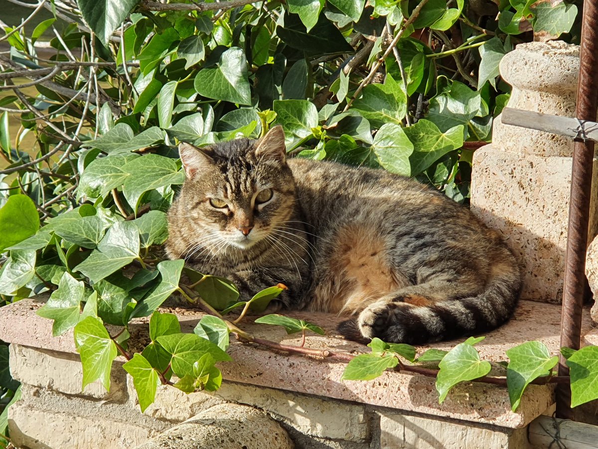vickingalc's tweet photo. Se ha perdido una de mis gatitas por la zona del campo de golf de la urbanización del Candado. No la vemos desde el lunes. Se llama Guardiana, tiene ya más de 10 años y a veces se desorienta un poco.

Agradecería muchísimo la difusión 🙏🙏 https://t.co/RiQI2Fj1sl