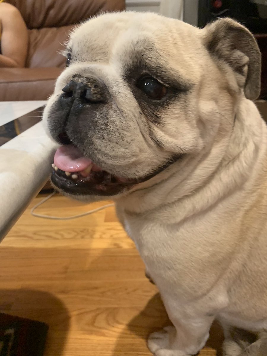 Bulldog_Kiba's tweet photo. Happy National Doggy Day! 🐶🐾  a little late but sending you all much love ❤️ (https://t.co/wAKKQidknT) #NationalDogDay #DogDay #InternationalDogDay https://t.co/15dUzlMmjS