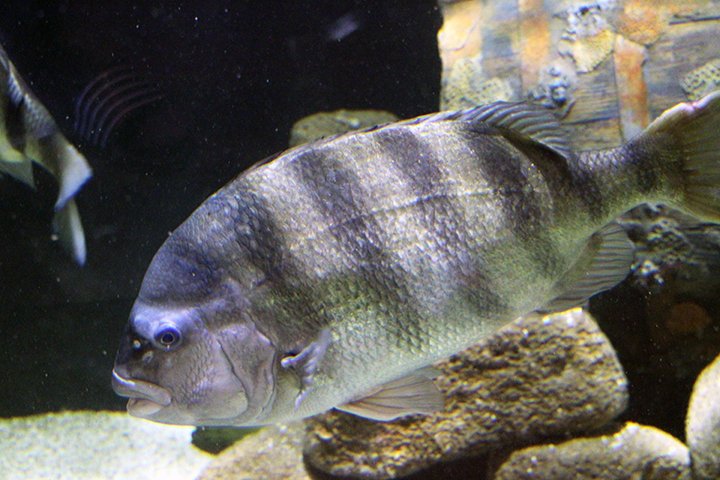 jennettespierob's tweet photo. Waiting to get into your rental cottage this morning? Then swing by the air-conditioned pier house where amazing fish such as this SHEEPSHEAD swim around in one of our two big Aquariums! #cold_drinks #rest_rooms #science_exhibits Pic by Bodhi https://t.co/ioDP2KHpKQ