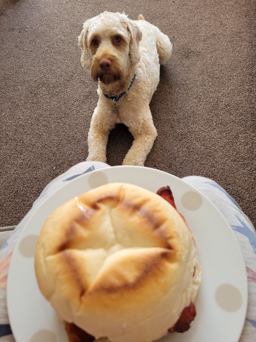 I don't care how long you sit there and give me those eyes, you're not getting any of my bacon *gives him some bacon*