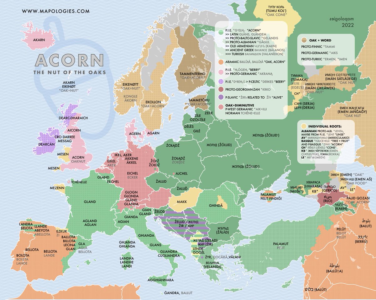 Mapologies_com's tweet photo. The etymologies of #acorn, the #nut of the #oaks
https://t.co/upYVw8DsZm
#etymology #map #fruit #language #mapologies #etymologymap #Linguistics #gland #bellota #eichel #oaknut https://t.co/foHjP6QYHF