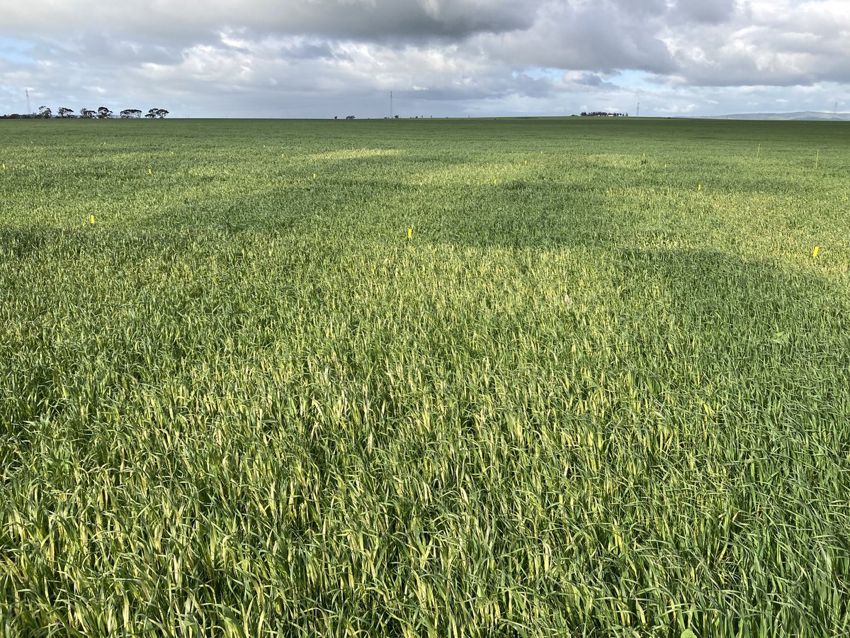 Chessboard effect.  Getting a first look at new active ingredients 🤓