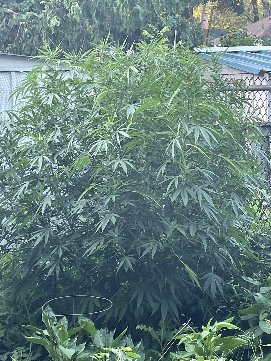 Compost girl. #growyourown #CannabisCommunity