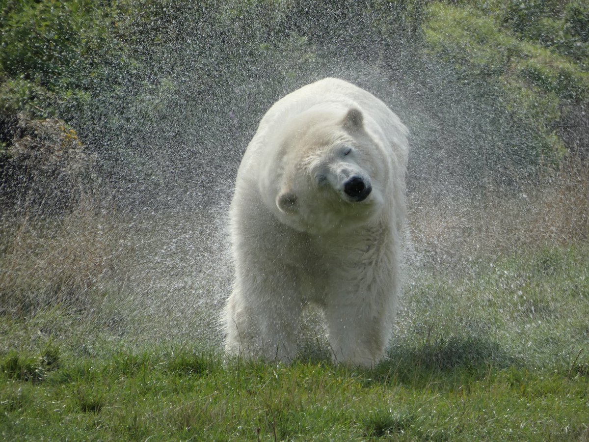 LouPhotosby's tweet photo. Brilliant visit to @YorkshireWP yesterday! Such a gorgeous polar bear keeping itself cool #polarbear #yorkshirewildlifepark #yorkshire #water https://t.co/bWIfUSuQpX