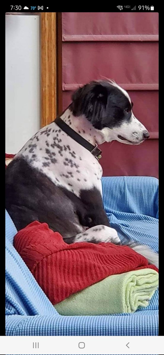 KimTHD_HVAC's tweet photo. Georgie is mad about her haircut gone wrong. ๐ฅบ
#MadAtMom
#PoutingDog
#ItWillGrowBack https://t.co/pRLCDiOqIm