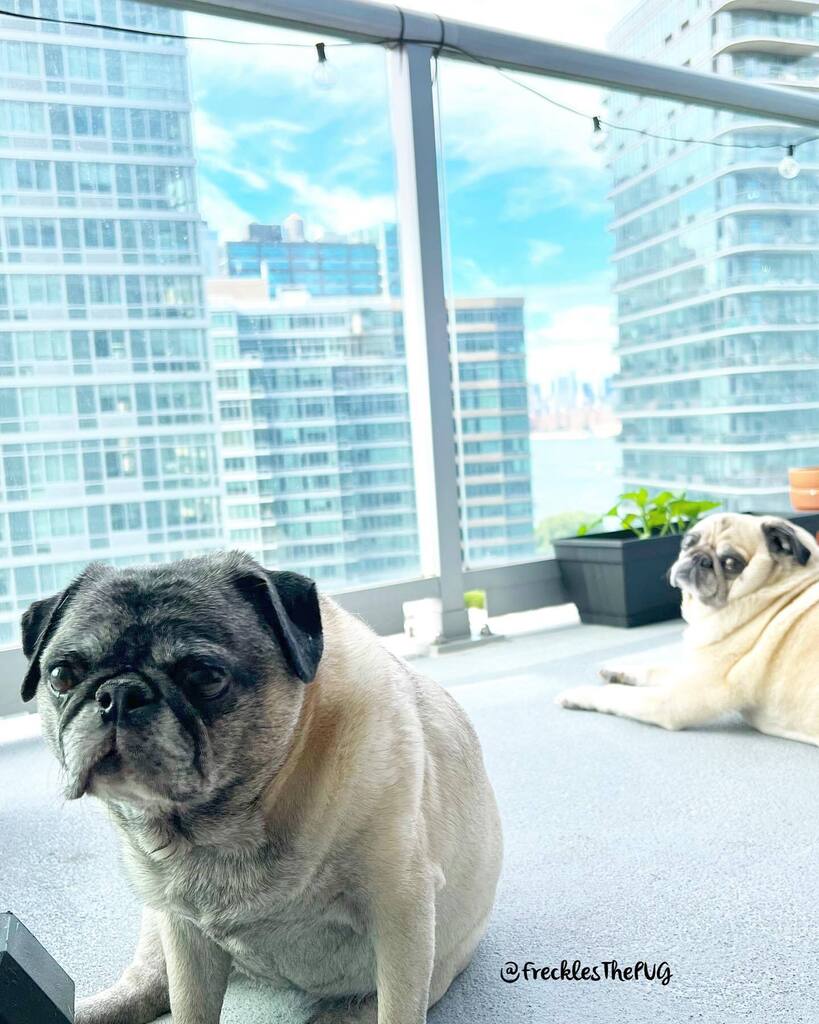 FrecklesThePUG's tweet photo. morning faces
#pug https://t.co/7gsq2oEKrr https://t.co/MuZuFpw8HX