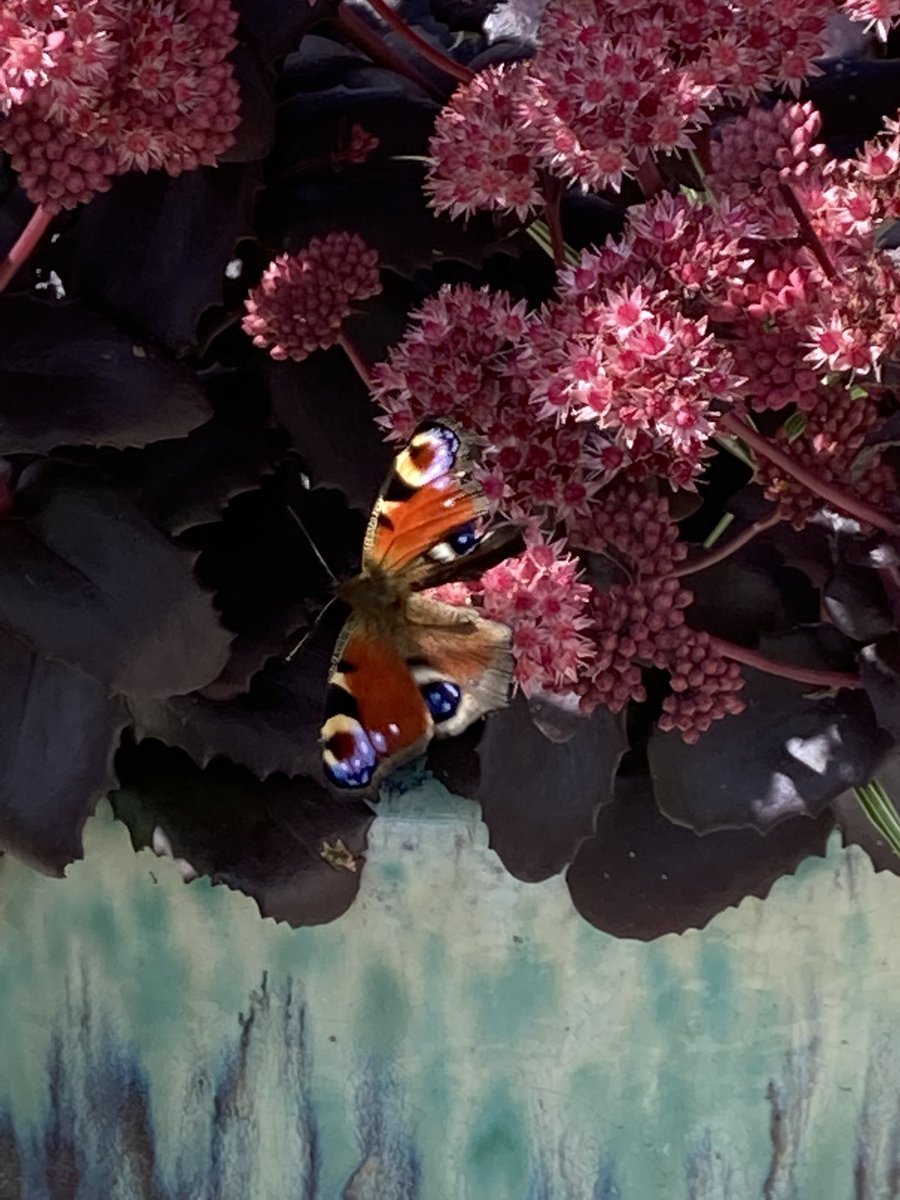 nichi_ei's tweet photo. A peacock butterfly. https://t.co/3Ew5UhNzo9