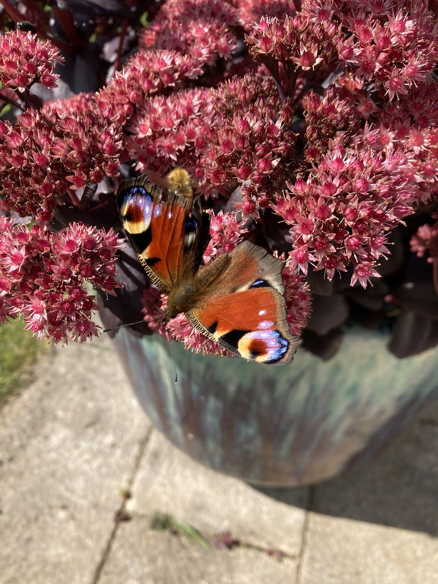 nichi_ei's tweet photo. A peacock butterfly. https://t.co/3Ew5UhNzo9