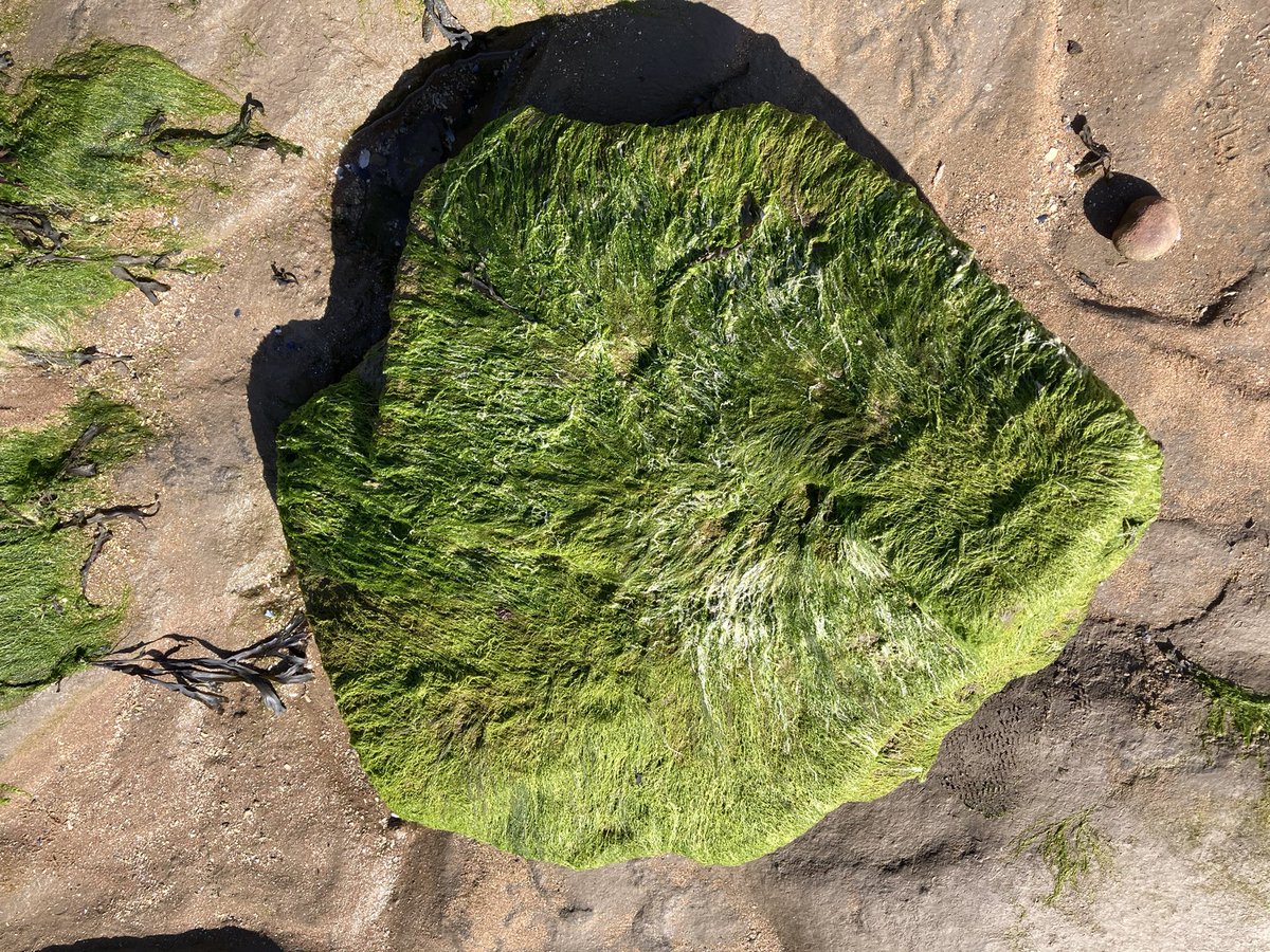 <a href="/lakesmosslichen/">@LakesMossLichen</a> @LakesStiles Green-covered rock in Dee estuary at low tide. Maybe moss or lichen, probably seaweed. Neat, either way