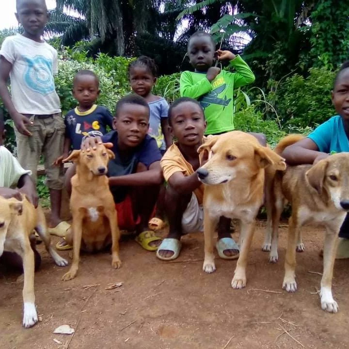 LiberiaAnimal's tweet photo. Yesterday August 26 was #INTERNATIONALDOGDAY. We used the day to celebrate all #dogs, irrespective of their breed, shape, size, etc. The day was also used to recognize kids and adults who are serving as ambassadors for #animals especially dogs.
#dogsareperfect #BeKindToAnimals https://t.co/oPAMOzW9uq