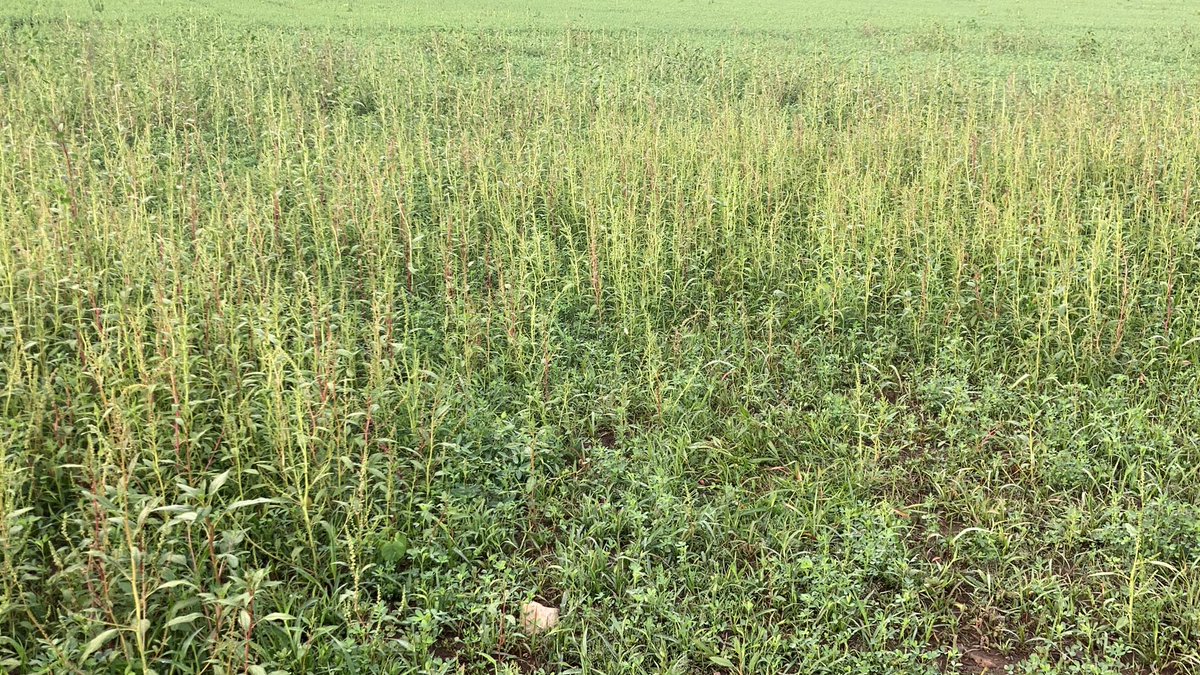 Josh Putman tweet media