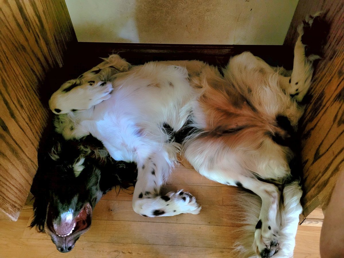 My dog has a nice bed with plenty of space to stretch out but prefers squeezing into the space under my desk, alternately warming or displacing my toes.
