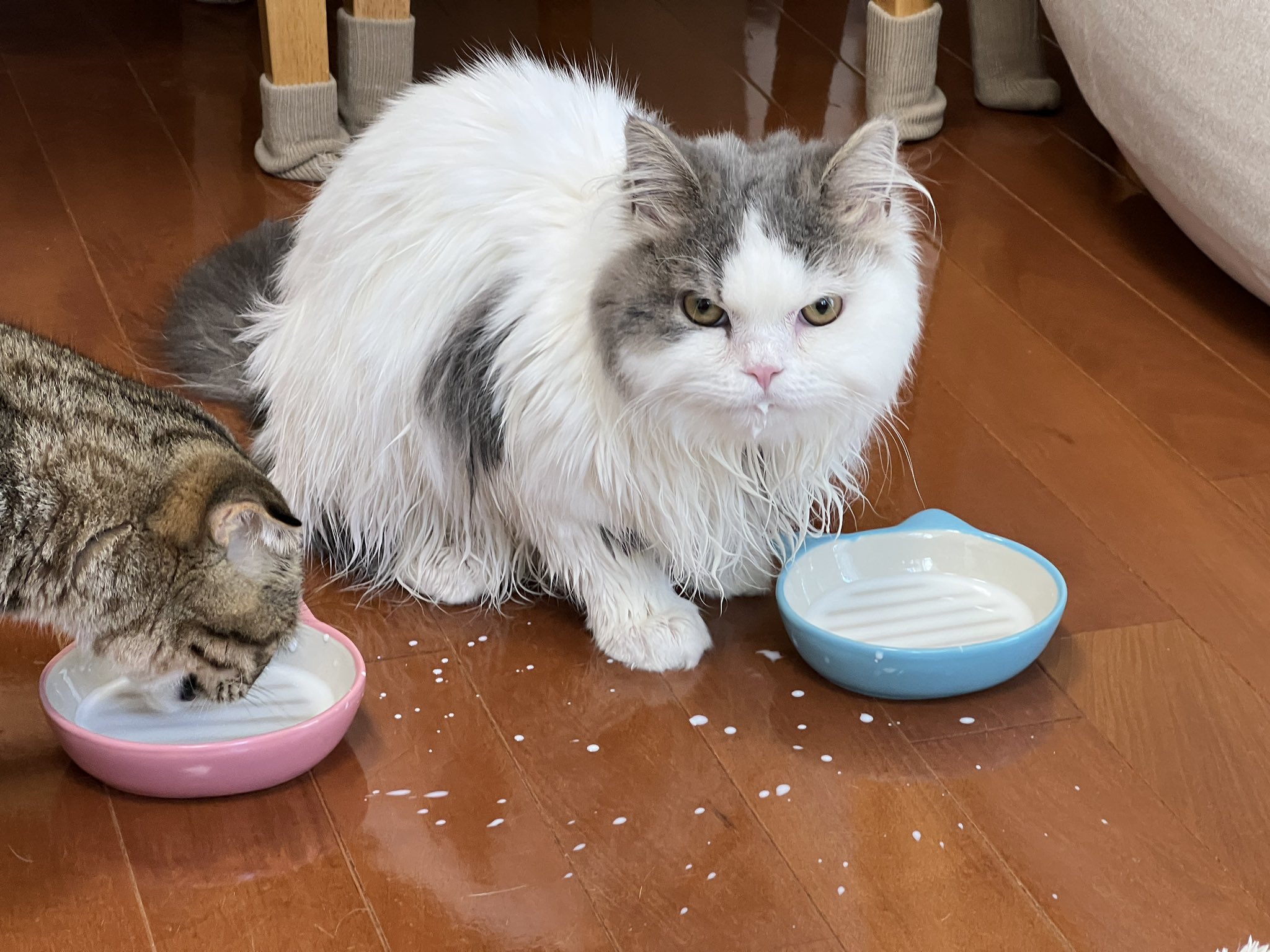 まつたけ on Twitter "お風呂上がりのミルクが美味すぎた おすし https//t.co/icWQ4GwH50" / Twitter