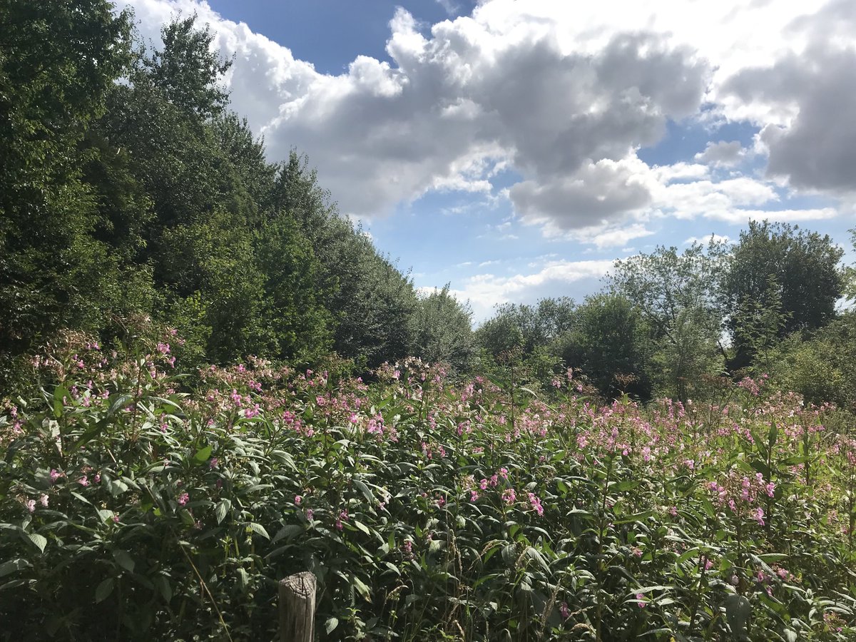 EddyMisman's tweet photo. #vrtweer @BuienradarBE @HetweerinBelgie Zwarteberg 13u00 #stiltepad #wandelenopdeschreve https://t.co/7TXoUF0pib