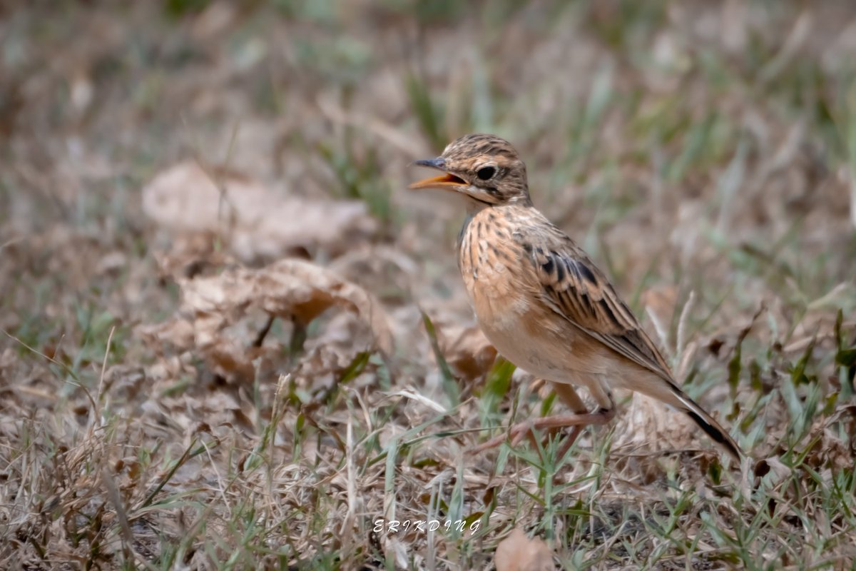 ErikDing868's tweet image. #paddyfieldpipit 

#birds #birdwatching #bird #nature #birdphotography #birdsofinstagram #wildlife #naturephotography #birding #wildlifephotography #birdlovers #photography #naturelovers #birdstagram #birdlife #canon #animals #bestbirdshots #photooftheday #BBCWildlifePOTD