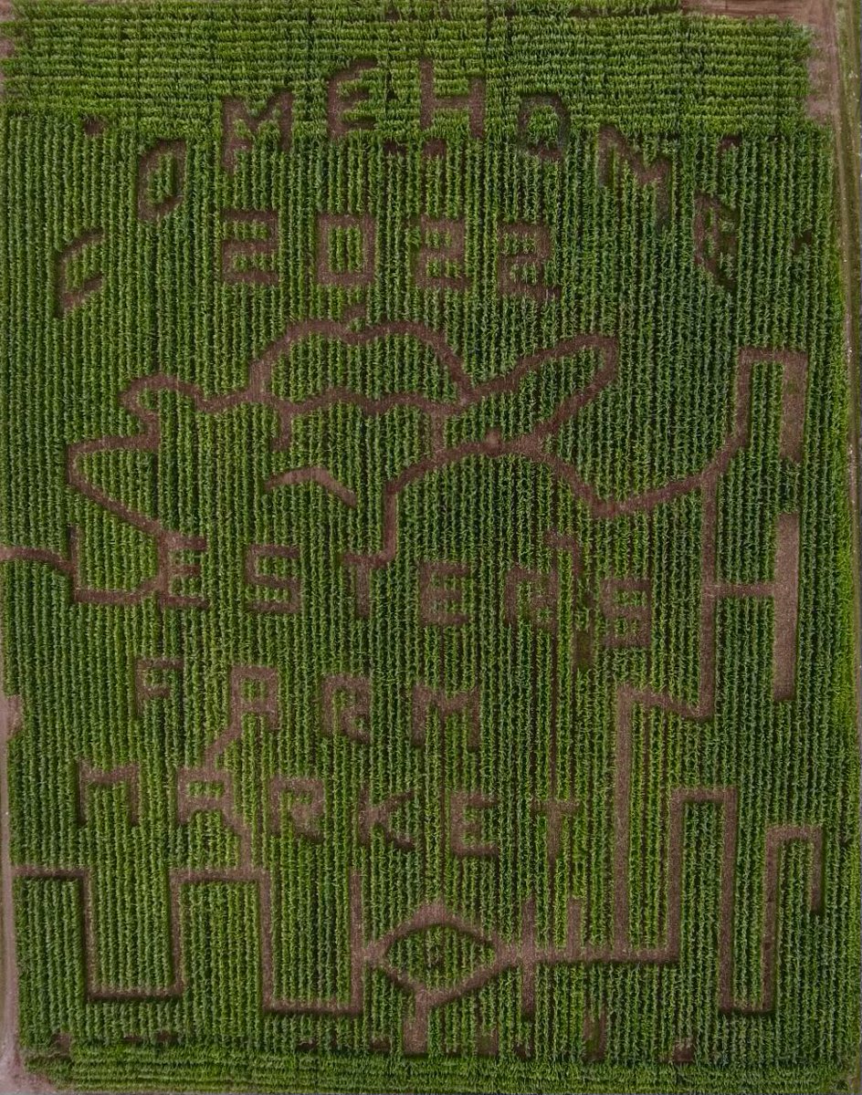 Lester's Farm Market (@lfm_susan) on Twitter photo Come Home 2022 to Lester’s Farm Market!
Enjoy our corn maze today from 10:00-5:00 as part of our Field of Fun.
<a href="/TCAR_GovNL/">Tourism, Culture, Arts and Recreation</a> <a href="/GovNL/">Government of Newfoundland & Labrador</a> #ComeHomeYear2022 Come Home 2022 to Lester’s Farm Market!
Enjoy our corn maze today from 10:00-5:00 as part of our Field of Fun.
<a href="/TCAR_GovNL/">Tourism, Culture, Arts and Recreation</a> <a href="/GovNL/">Government of Newfoundland & Labrador</a> #ComeHomeYear2022