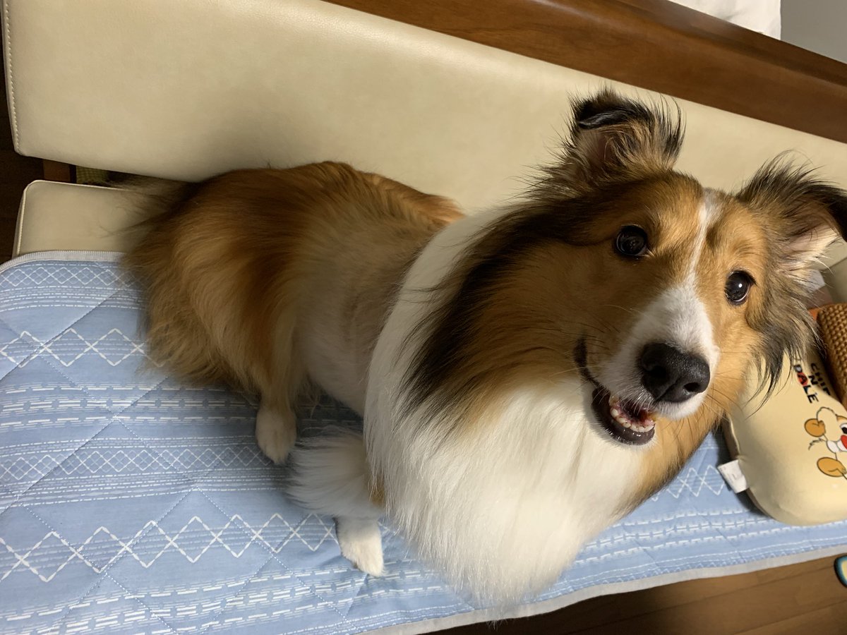 RapidSnake_Cafe's tweet photo. お久しぶりです！
まだ本調子ではないけど、パルは元気です🐕
手術痕もだいぶ毛が生えてきたね😁
皆さんに感謝しながら毎日頑張ってます〜 https://t.co/ovUoXaMHpk