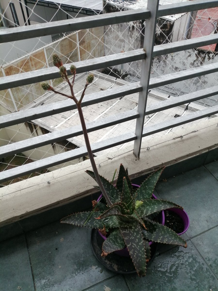 daal218's tweet photo. Todas mis plantas: mevuamori
El aloe: voy a dominar el mundo https://t.co/hB1D475KLX