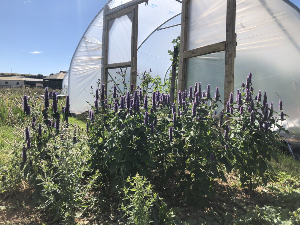 lawlessj's tweet photo. Open day in full swing at  @KyrieFarm in Ardclough, wonderful planting, bees, butterflies and veg all thriving! The plan is to help humans thrive there also, with a therapy farm and mental health facility nestled in the Kildare countryside. A professional team and vision. https://t.co/KCh81xZZn5