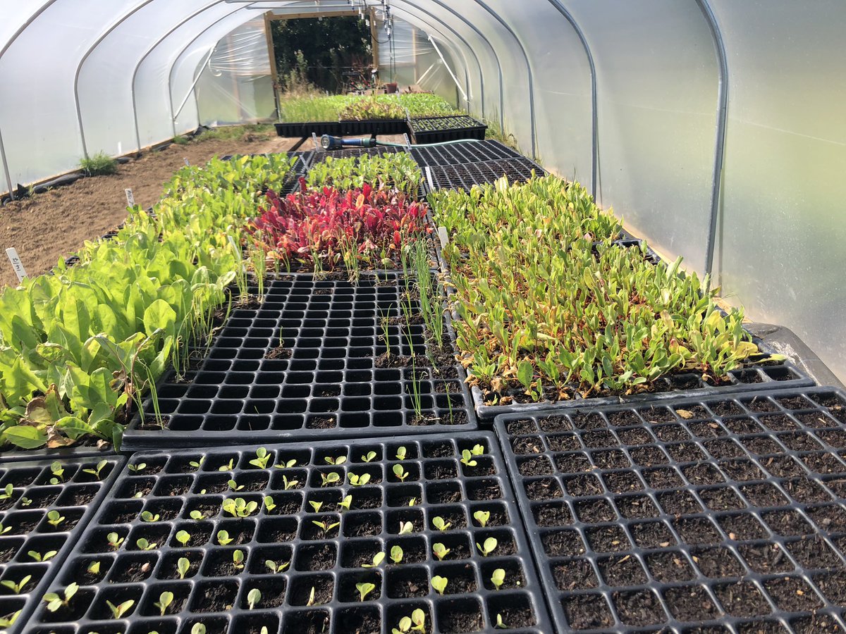 lawlessj's tweet photo. Open day in full swing at  @KyrieFarm in Ardclough, wonderful planting, bees, butterflies and veg all thriving! The plan is to help humans thrive there also, with a therapy farm and mental health facility nestled in the Kildare countryside. A professional team and vision. https://t.co/KCh81xZZn5