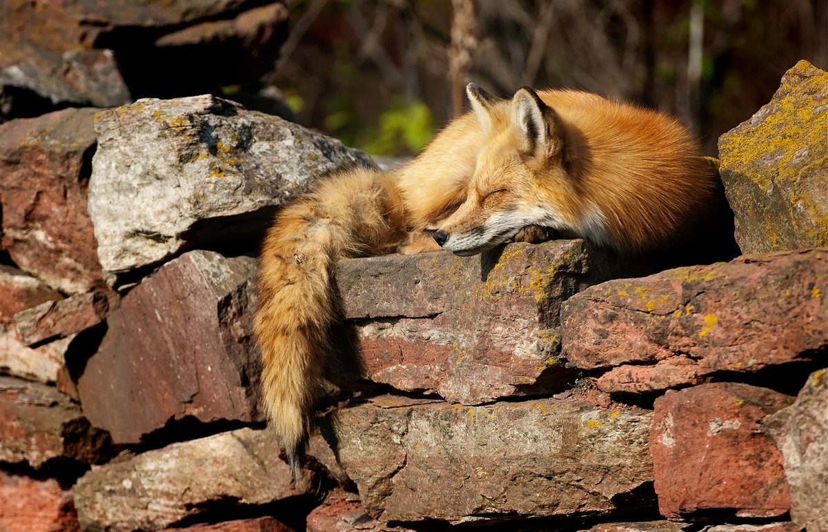 hourlyfoxes's tweet photo. HourlyFoxes presents: https://t.co/1PIqhBS0ic