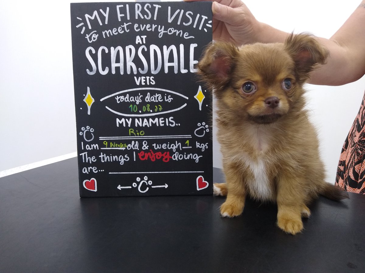 We'd like to say a big Scarsdale hello to our latest client Rio, who recently joined us and visited our Langley Mill site! 

He's an extremely cute and well behaved dog who absolutely loves zoomies! 🐶 💨

#ScarsdaleVets #dogs #vet #pet