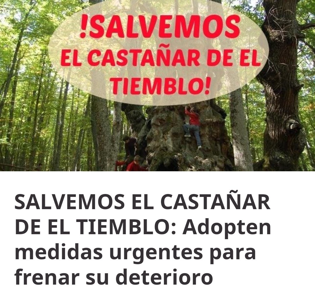4fiti's tweet photo. SALVEMOS EL CASTAÑAR @deElTiemblo:
Firma para q la junta d @castillayleon
Adopte medidas urgentes para frenar el deterioro d un bosque con una antigüedad d + d 3000 años, tal como nos informa @RevistaQuercus en su numero d agosto https://t.co/xRcYtxP33T vía @change_es https://t.co/7D02gqG3vC