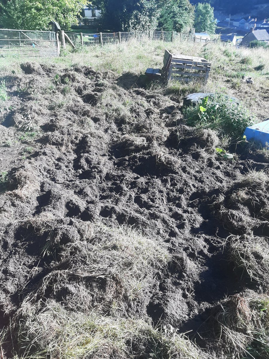 Oakdeanlydbrook's tweet photo. Third night in a row the boar have got into the paddock. Very persistent,  we keep fixing the fence but they keep finding another entry point, and they must be telling all their mates to join in as it's getting worse each time. https://t.co/3JWGfn91qU