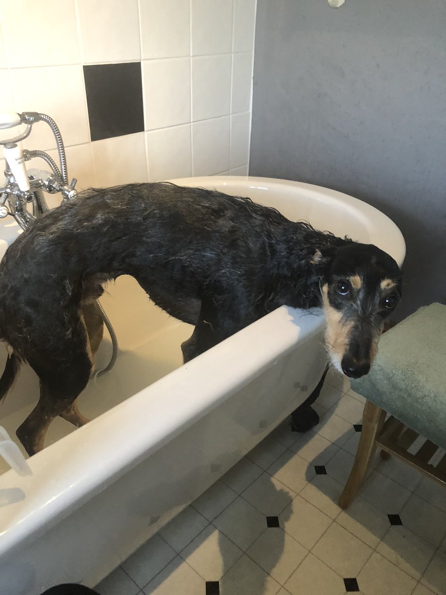 music_ancient's tweet photo. Happy Volturnalia to one and all !!National dog day + Volturnalia = dog in the bath ! He isn’t convinced but he’s clean 🧼😊#volturnalia #NationalDogDay #rome #twitterclassics https://t.co/tIpMwPStfM