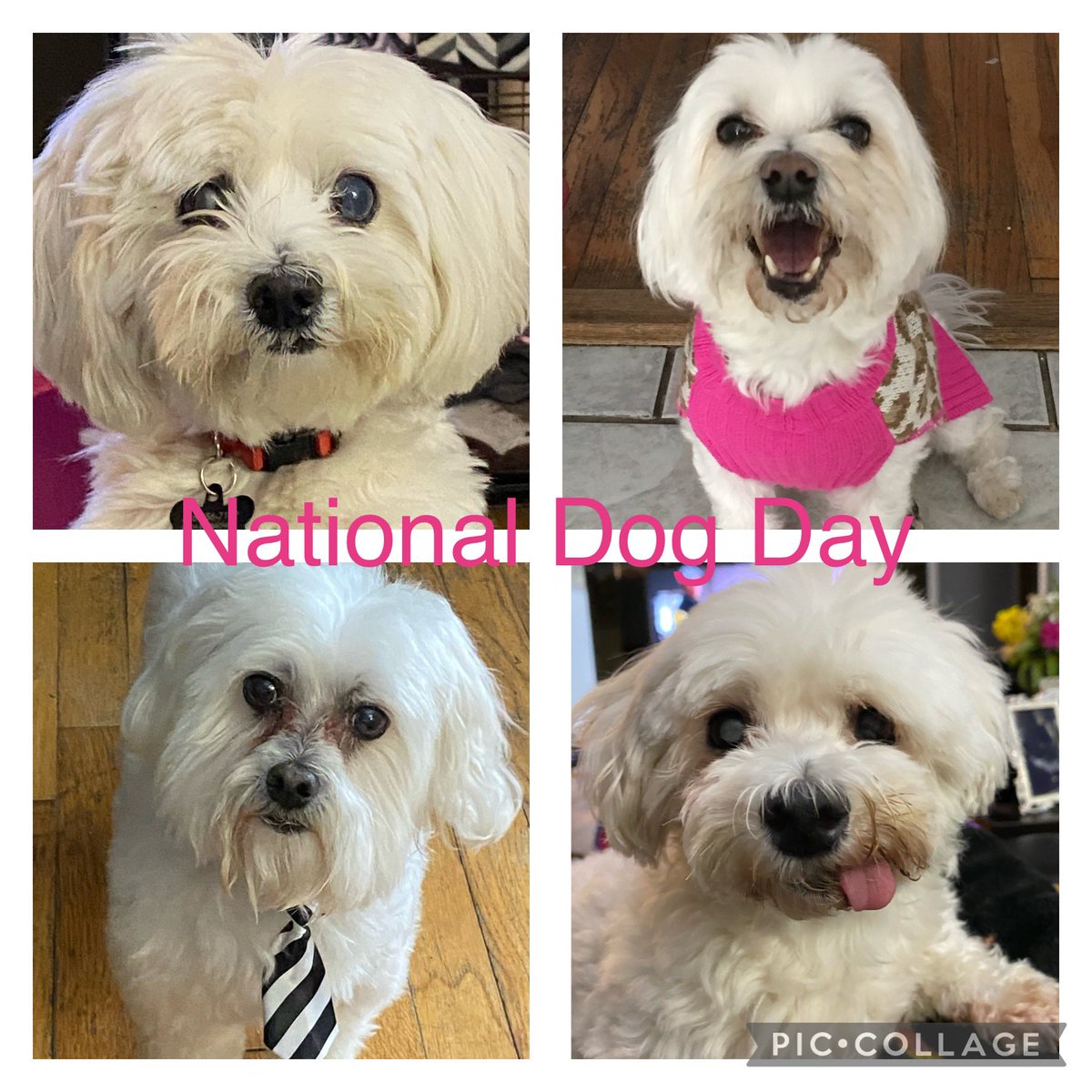 Mrs. Bornschein tweet media