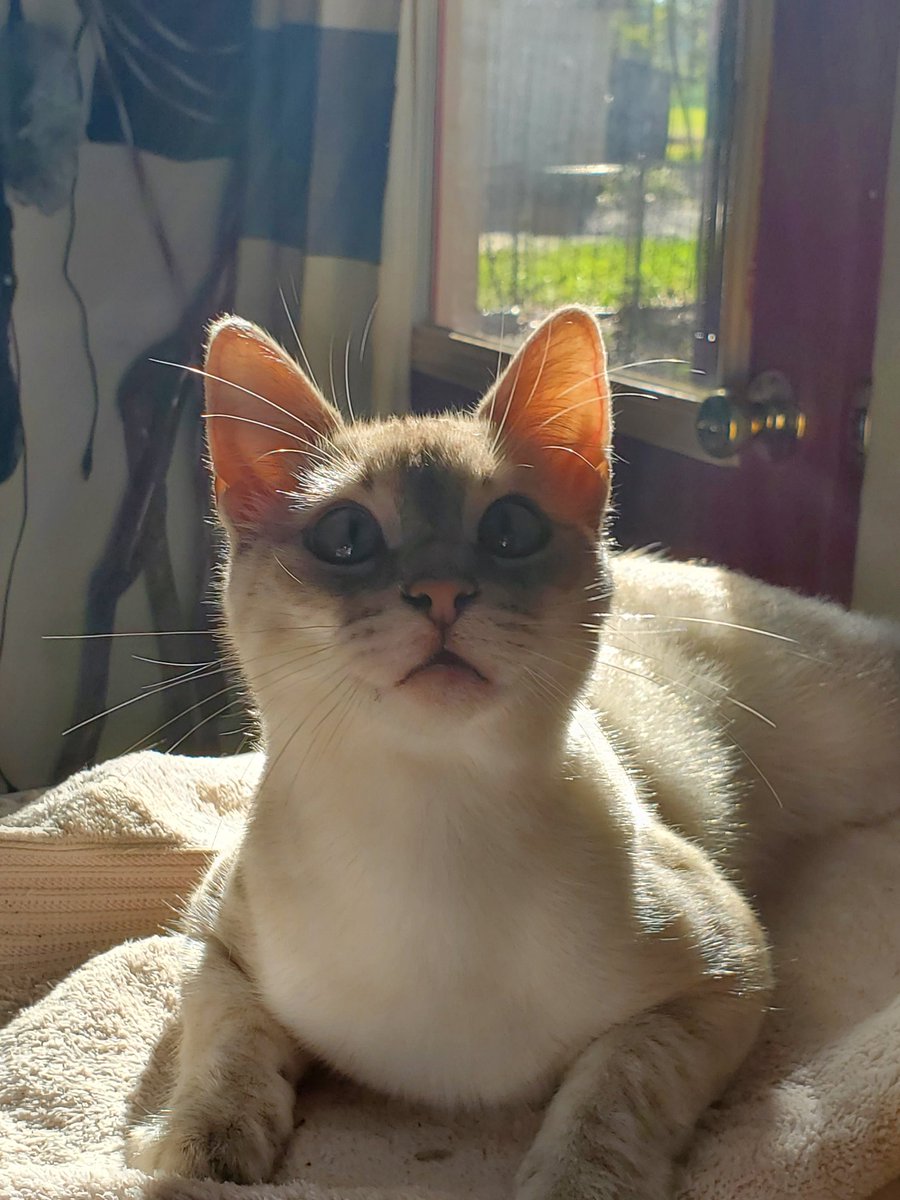 NeedsSometimes's tweet photo. #CatsofTwittter #Caturday https://t.co/SLI77mNWY5