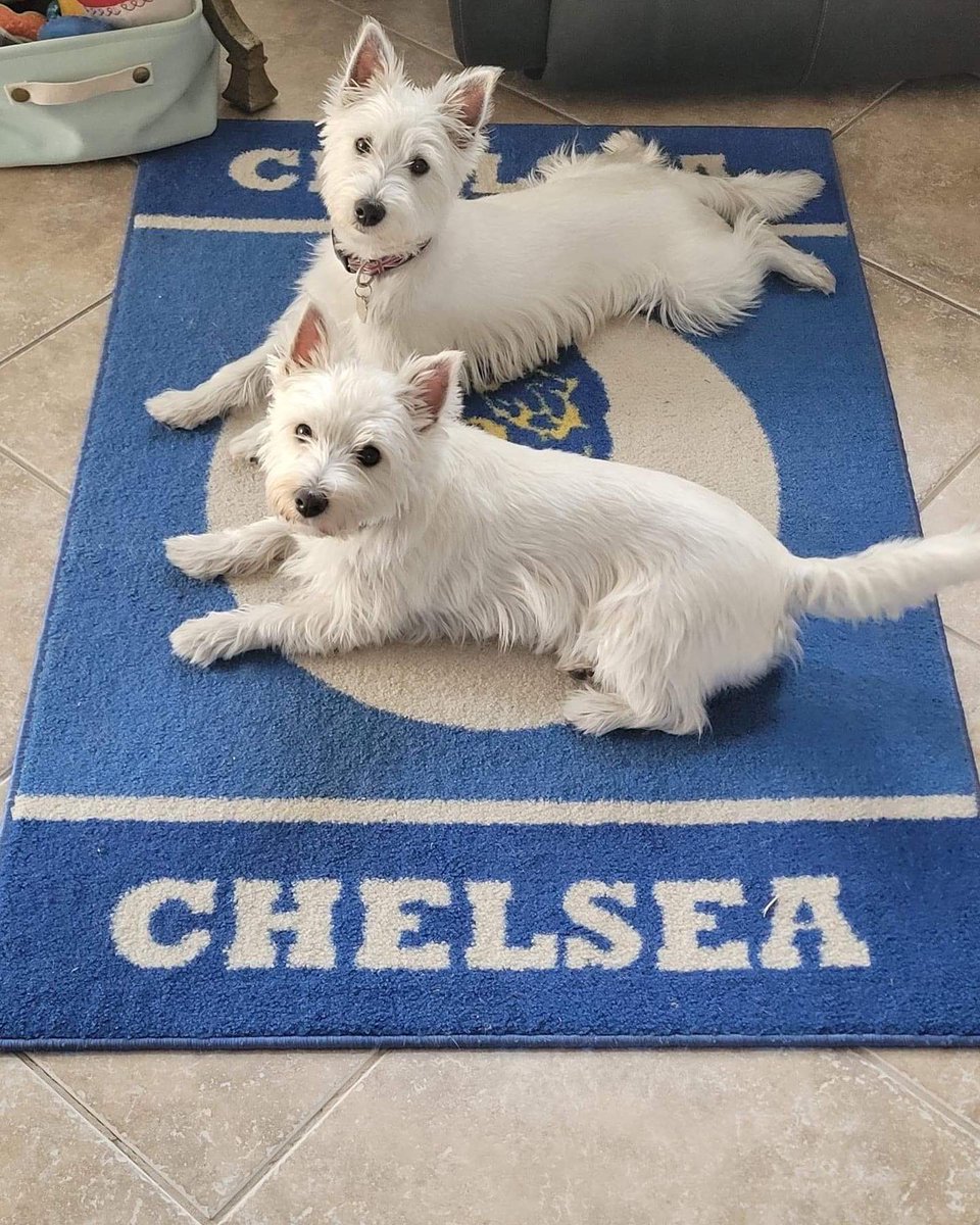 sawah595's tweet photo. #MyPLMorning ⚽️ https://t.co/BrW6igqdPr