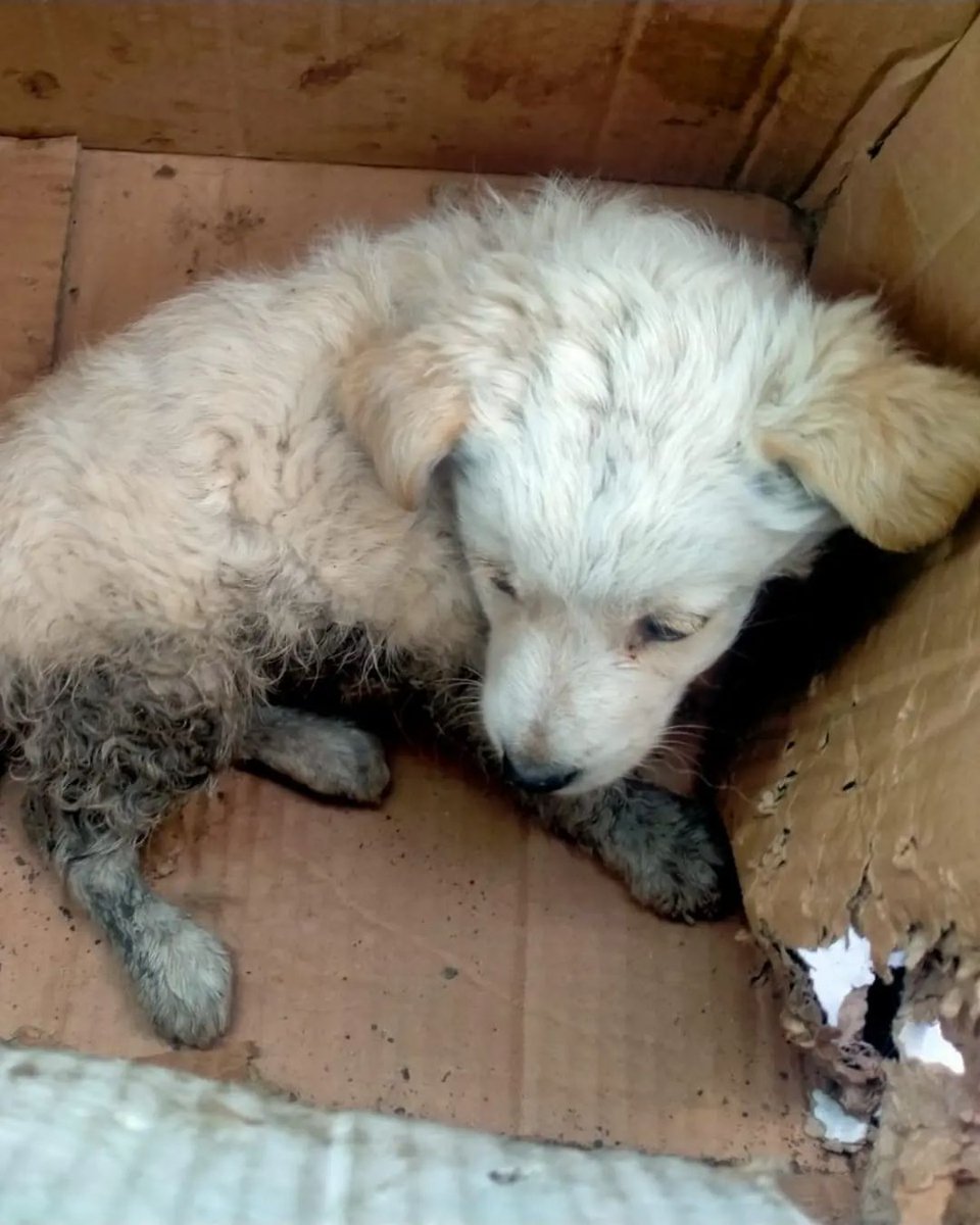 patiarkadas's tweet photo. İletişim @silivricanlari: angel2 bebenin bu videosu resmen viral oldu, . Yüzlerce kişi abartmıyorum yüzlerce sahiplenmek isteyende çıktı  
#angel2 evladın asıl dramını, sadece sahilenmek isteyen ailelere attım durumu ve hepsi vazgeçti #Guelsen #sondakika https://t.co/iPj9JfzZWQ