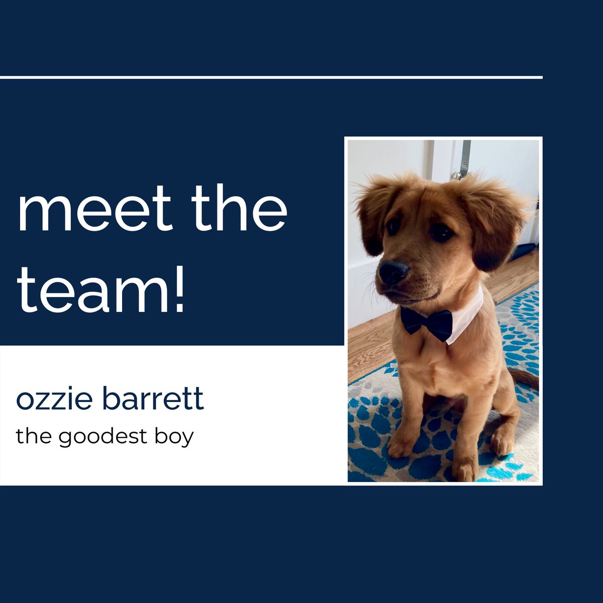 Groom_co's tweet photo. Meet Ozzie- our mascot / cutest coworker ever! 
#meetheteam #ozzie #resue #adoptdontshop https://t.co/E5NEoH1YKo