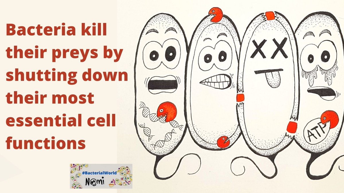 Bacterialworld's tweet photo. Bacteria developed many nasty toxins to kill their competitors. 💀

These generally inhibit essential mechanisms in the prey's metabolism.

Discover bacterial toxins on #BacterialWorld with colourful illustrations by @NoemieMatthey.

https://t.co/8HgXsQGnOI https://t.co/YLpPkcabdx