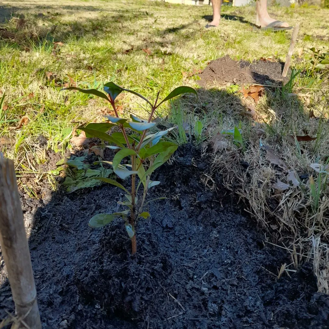 LouiseS81418075's tweet photo. Week 28: Tree 28= 2 #lillipilli s along our western fence in #Tenterfield #atreeaweek #tree28 #2022goals #tree148 #tree149 #2020goals #bundjalungcountry #lovemotherearth #renewableenergy #noplanetb #ClimateCrisis #loveaustraliannatives #lovetenterfield #lovetrees #lovegardening https://t.co/AHLudrFKjF