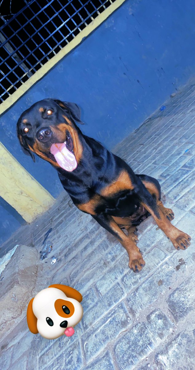 Orlami_lekan's tweet photo. @digitonkeys GHOST 🐶 https://t.co/kH45J1LqXH