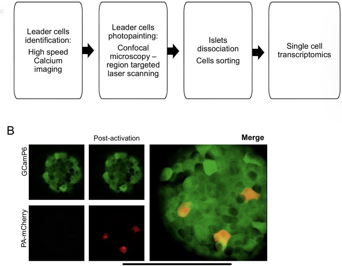 DanielJDrucker's tweet photo. Follow the leader- new single cell beta cell transcriptomes for characterization of early responsive mouse beta cells #islets @guy_rutter https://t.co/owOlDYxjPi https://t.co/7wAFub3BXK