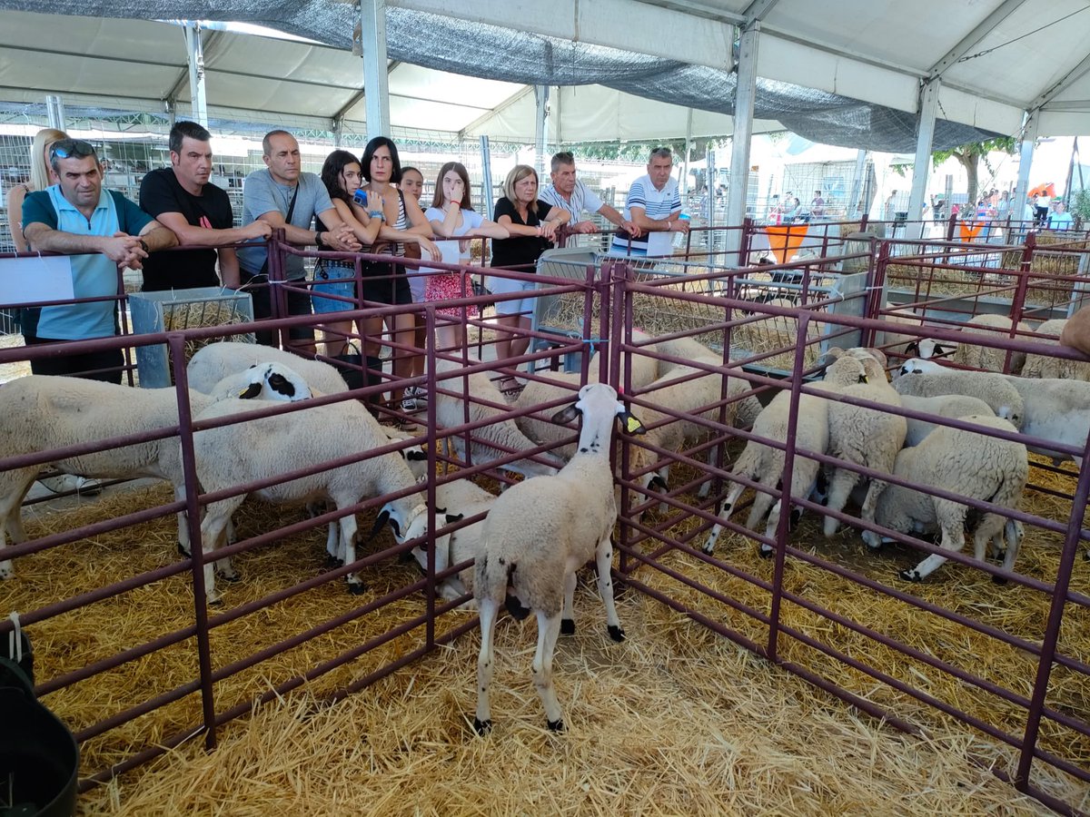 expohuelma's tweet photo. Subasta de sementales de Raza Montesina en el Recinto Ganadero de ExpoHuelma 🐑
 
#ExpoHuelma #EH22 #ExpoHuelma2022 #AyuntamientodeHuelma #Huelma #SierraMagina #muchoquever #maginaenhuelma #vivemagina https://t.co/9MCwTBtf4O