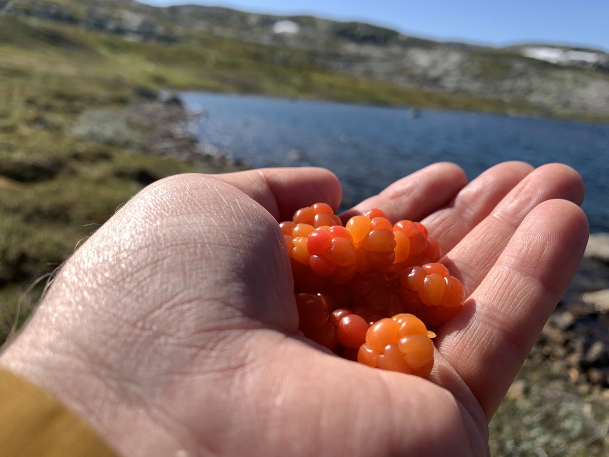 mrjorgen's tweet photo. Nå. #Krækkja #Hardangervidda #molter #fisketur https://t.co/HzE2qFLeDl