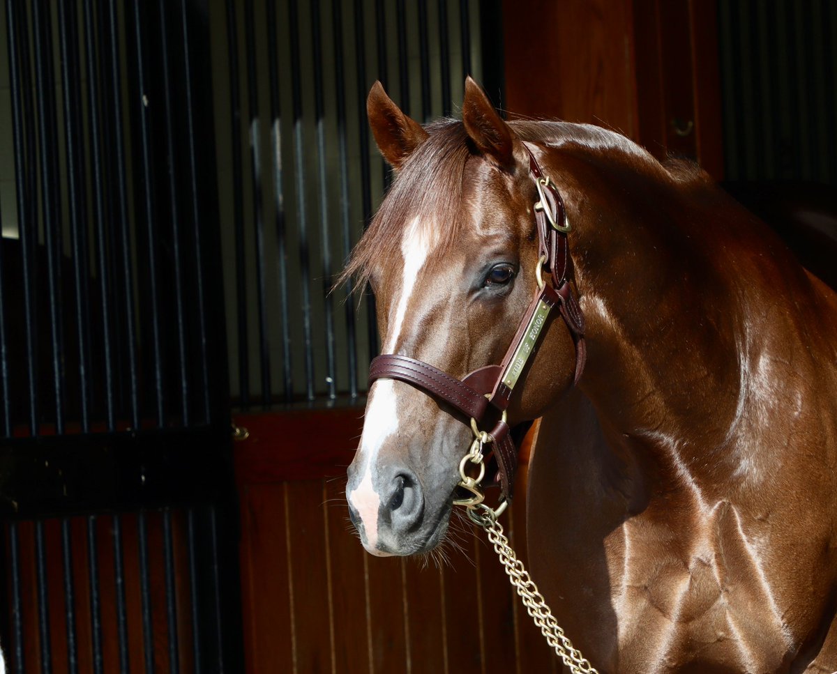 Happy Travers Day from our own Travers winner CODE OF HONOR 🛶 #lestallions #saratoga #traversday #TraversStakes