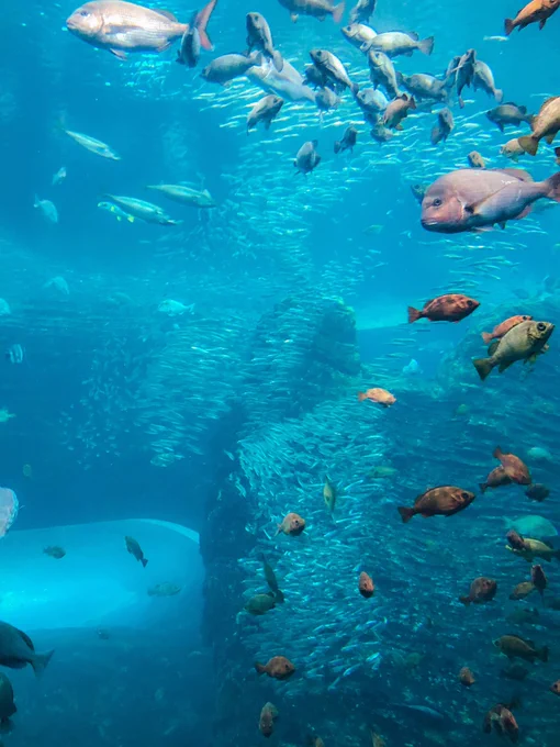 水族館行ってきた!!!リフレッシュ!!気持ちをあらためて、来週くらいからお絵描きを再開したい!水族館癒し〜!! 