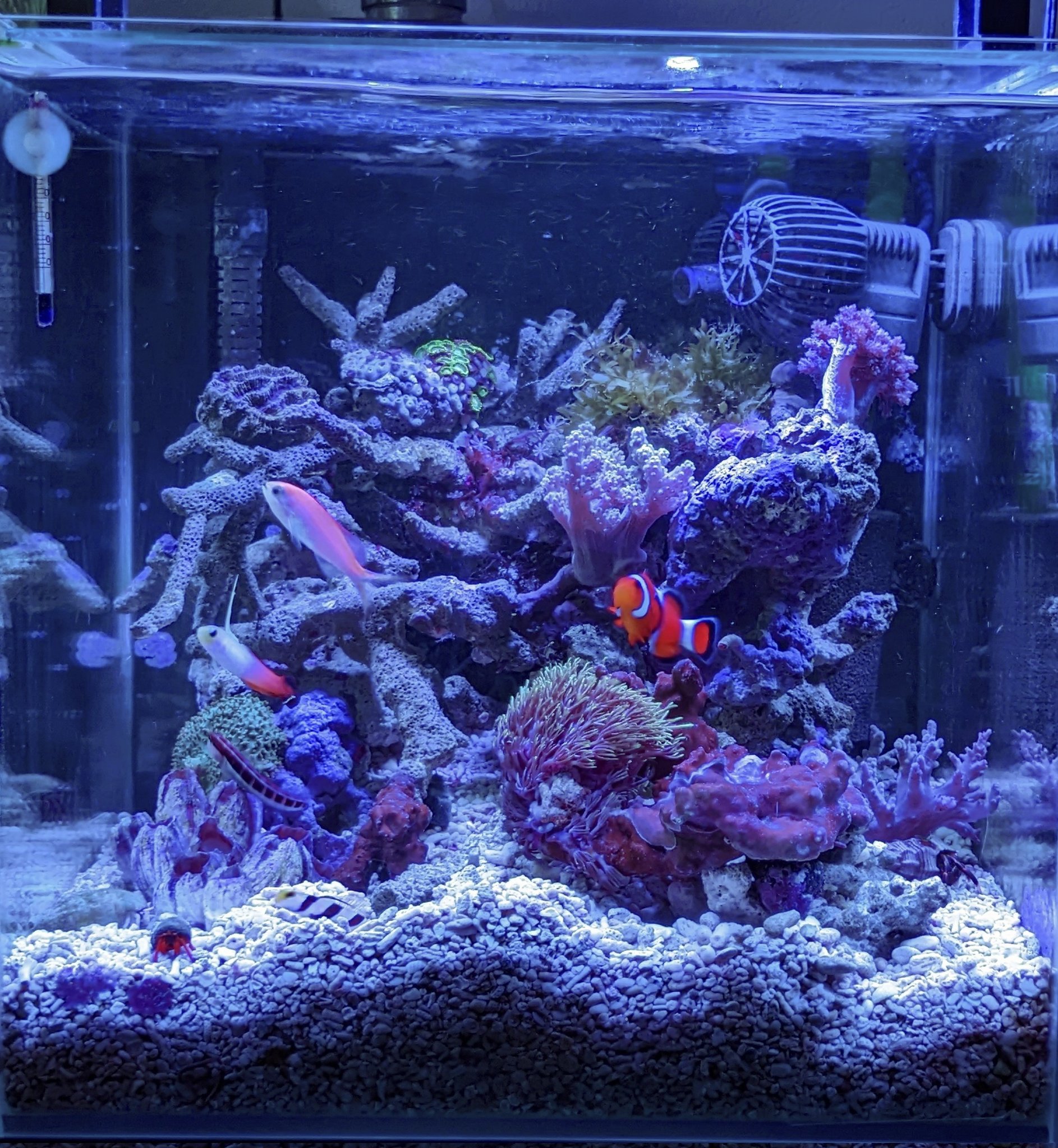 ぺぺ Sjyzma1lyyc9rcz Twitter