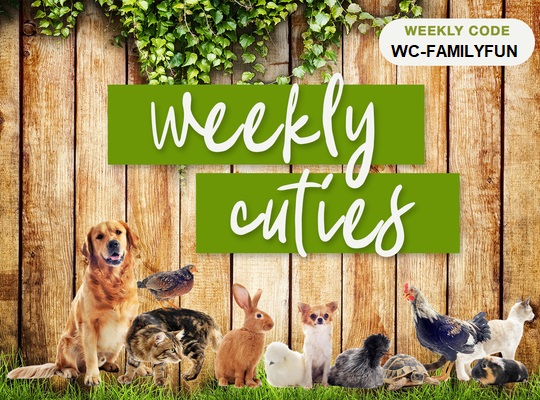 Family is everything. They may be blood related, adopted, or come into your life through fate. August recognizes Family Fun month. 

smallpetselect.com/weekly-cuties-… 

#smallpetselect #weeklycuties #lovemyfamily #familyfun #seethecuties #freeshipping