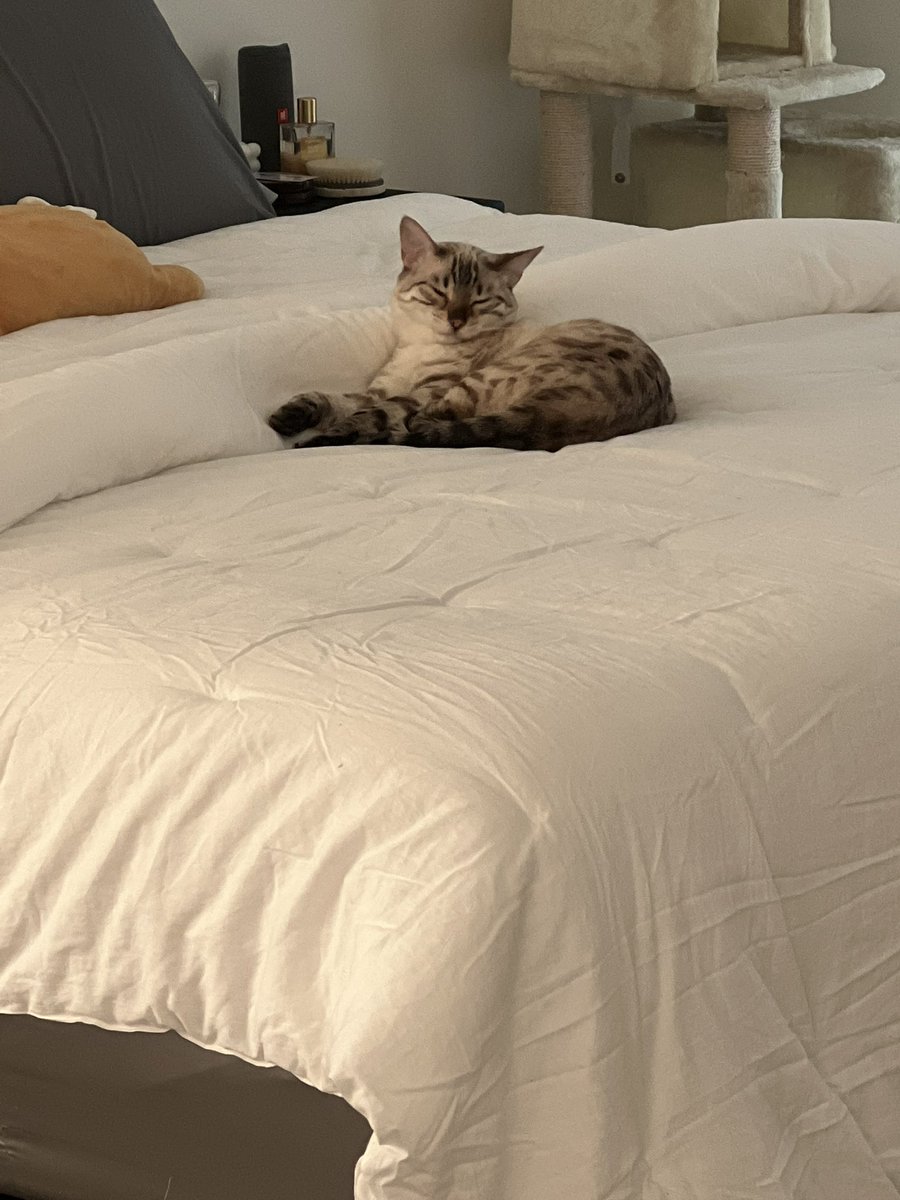 Temperrr's tweet photo. @CouRageJD the cats slander is crazy. &amp; that’s coming from someone who grew up w dogs most of their life. cats are way smarter &amp; more loyal tho. most dogs will wag their tail for almost anyone. you gotta earn your keep w a cat 💯

also, baseball is trash 🤣🤣😭 https://t.co/ue74585nvP