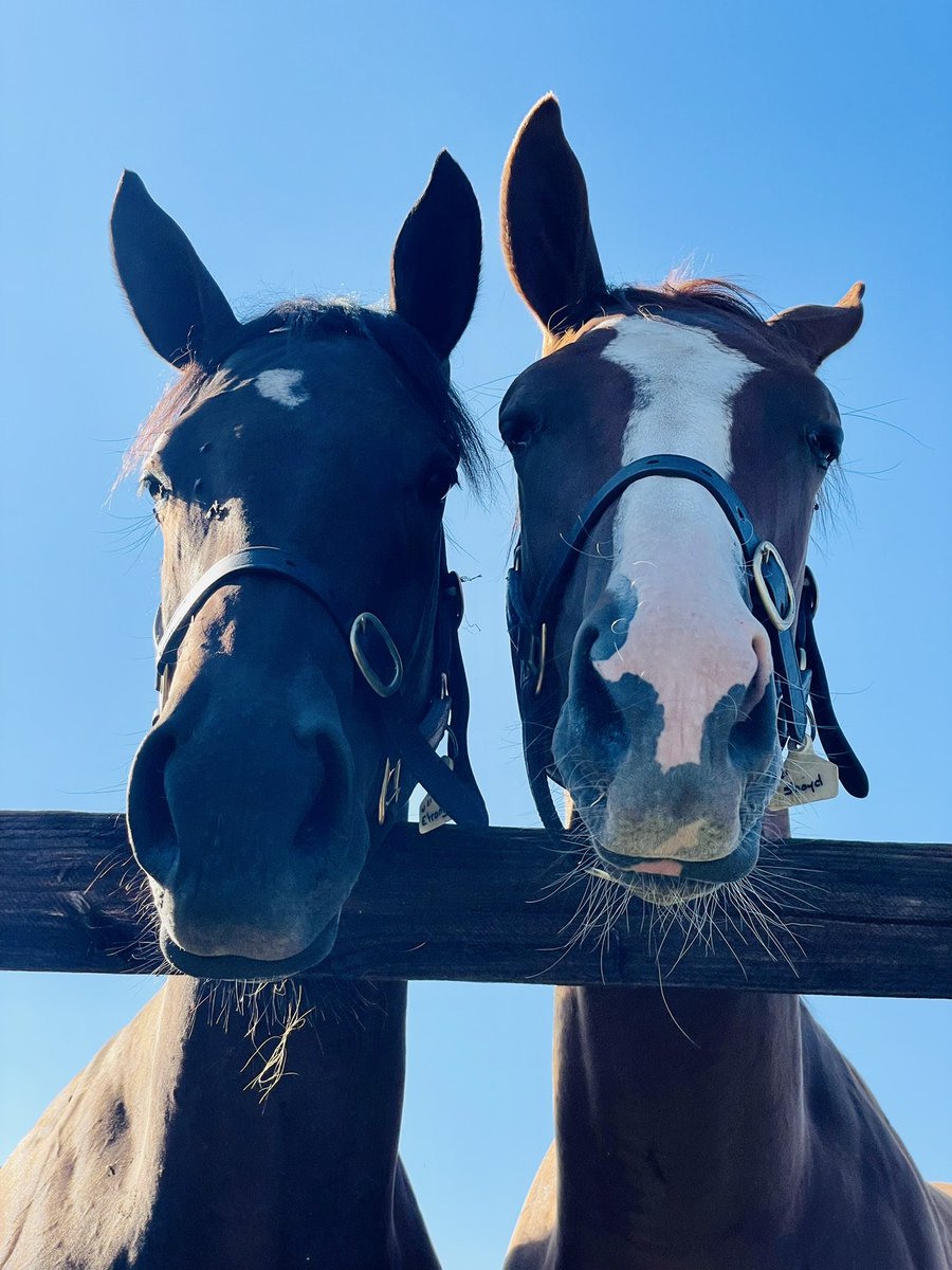 😎 𝗨𝗻𝗱𝗲𝗿 𝘁𝗵𝗲 𝘀𝘂𝗻𝘀𝗵𝗶𝗻𝗲 𝗼𝗳 𝗡𝗼𝗿𝗺𝗮𝗻𝗱𝘆 😎 🌸 These 2 fillies by @AlShaqabRacing 𝙏𝙊𝙍𝙊𝙉𝘼𝘿𝙊 selected for the next ARQANA September Yearling Sale are enjoying the weekend 🌸 @bloodstocknews @Jour_de_Galop @SaracenTB @RacingPost @SthHipavia