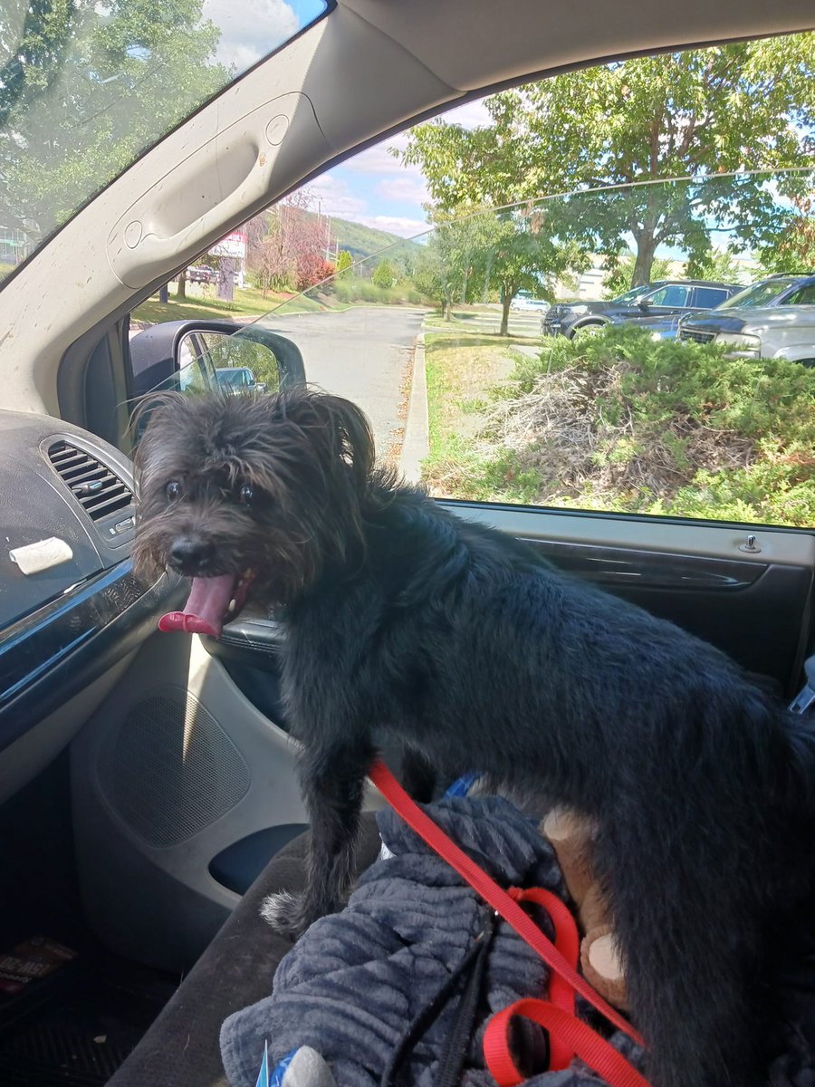 PoundHoundsResQ's tweet photo. Ok #MOREISMORE. More #freedompics!
Giuseppe was a stray that was brought to the NYCACC in the beginning of August. He was extremely fearful and avoidant. He was very uncomfortable and needed a savior. One came. One of our own volunteers saved this guy. https://t.co/cneC50kkhy