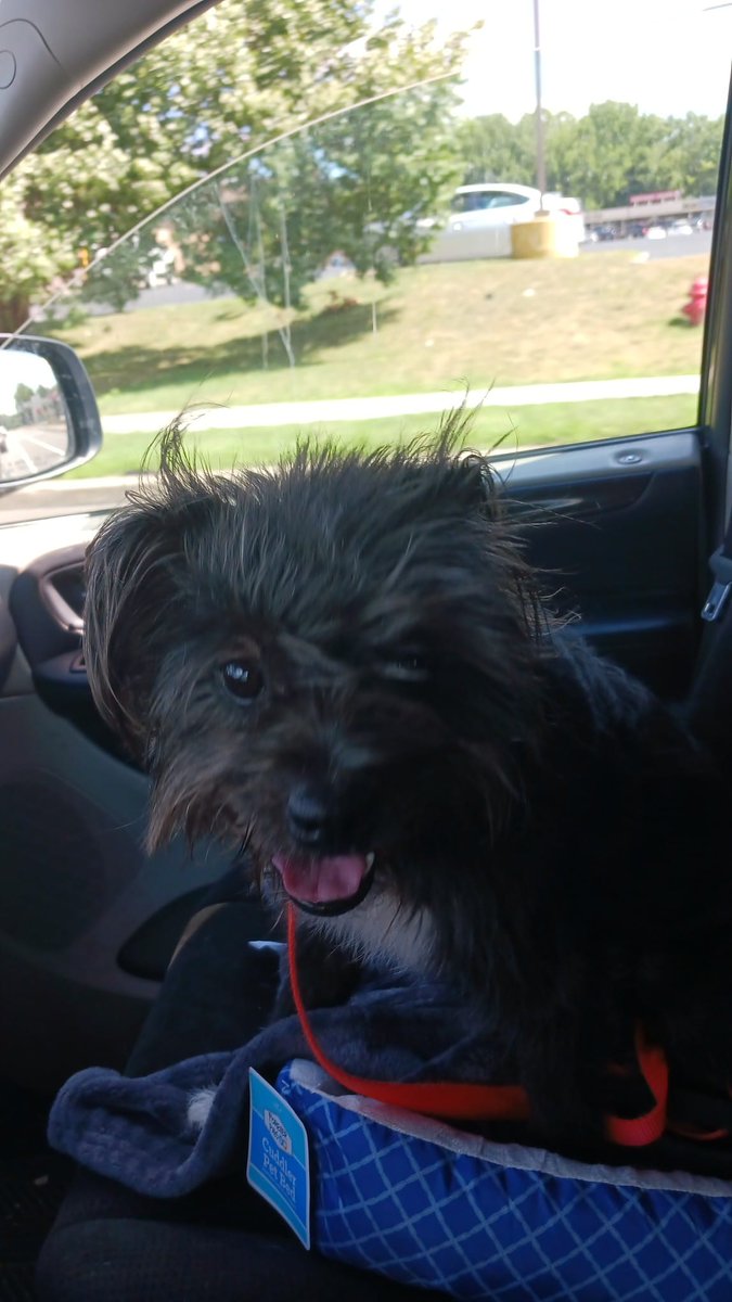 PoundHoundsResQ's tweet photo. Ok #MOREISMORE. More #freedompics!
Giuseppe was a stray that was brought to the NYCACC in the beginning of August. He was extremely fearful and avoidant. He was very uncomfortable and needed a savior. One came. One of our own volunteers saved this guy. https://t.co/cneC50kkhy